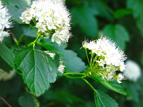 Physocarpus Rosaceae Opulifopius Popularnie Nazywany Spiraea Lub Spirea — Zdjęcie stockowe