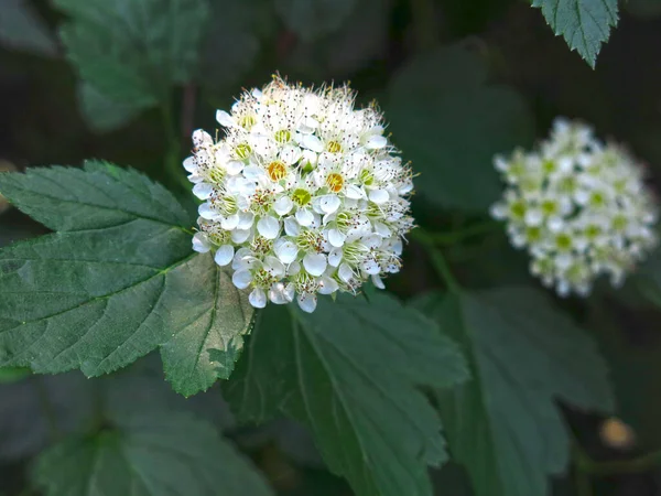 Physocarpus Rosaceae Opulifopius Popularnie Nazywany Spiraea Lub Spirea — Zdjęcie stockowe