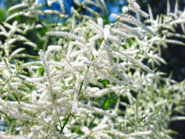 Volzhanka diyoecious (Aruncus dioicus) - alışılmadık ve çok dekoratif bir bitkidir.