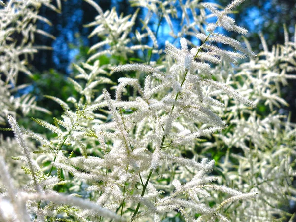 Volzhanka Dioecious Aruncus Dioicus Необычное Декоративное Многолетнее Растение Цветущее Летом — стоковое фото