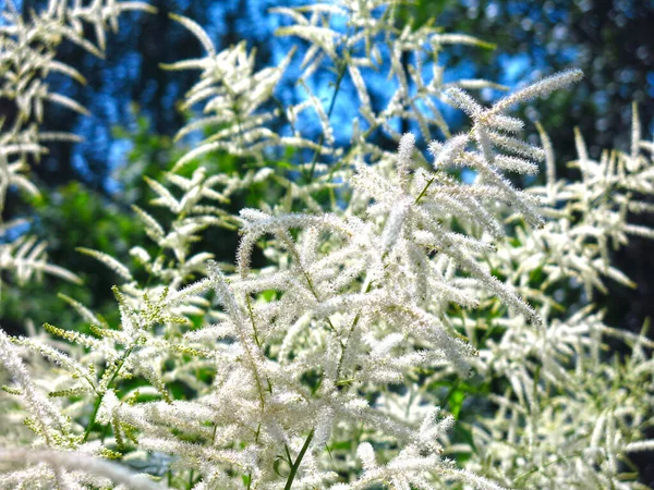 Volzhanka Dioecious Aruncus Dioicus Neobvyklá Velmi Dekorativní Trvalka Kvete Létě — Stock fotografie