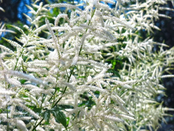 Volzhanka Dioecious Aruncus Dioicus Uma Fábrica Perene Excepcional Muito Decorativa — Fotografia de Stock