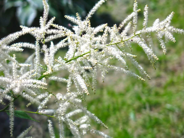 Volzhanka Dioecious Aruncus Dioicus Необычное Декоративное Многолетнее Растение Цветущее Летом — стоковое фото