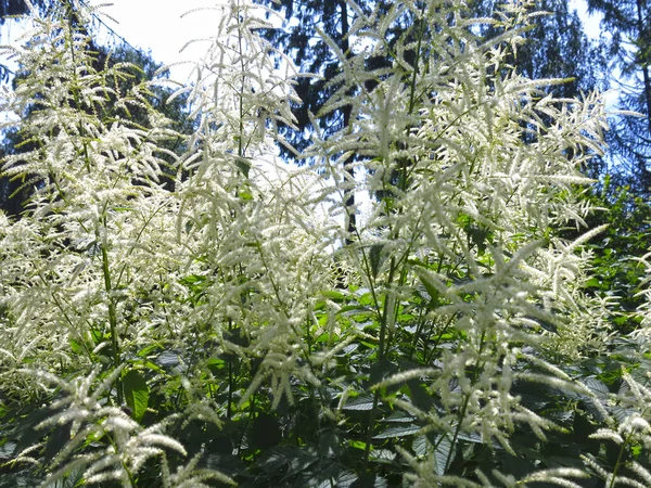 Volzhanka Dioecious Aruncus Dioicus Egy Szokatlan Nagyon Dekoratív Évelő Növény — Stock Fotó