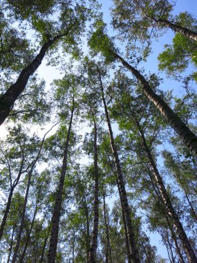 Moskova yakınlarındaki huş ağaçlarından oluşan Rus korusu yazın mavi bir gökyüzünün arka planında ağaçlar yukarı bakıyor.