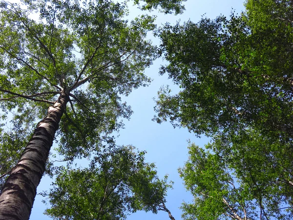 在莫斯科附近的俄罗斯白桦树林 夏天蓝天的背景下 树木向上张望 — 图库照片