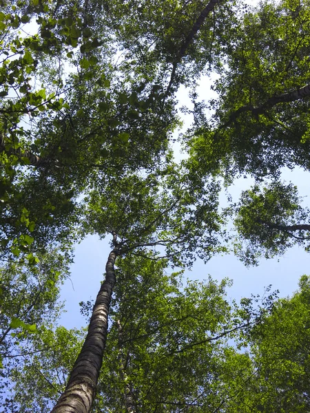 Bosque Ruso Abedules Cerca Moscú Fondo Cielo Azul Verano Los —  Fotos de Stock