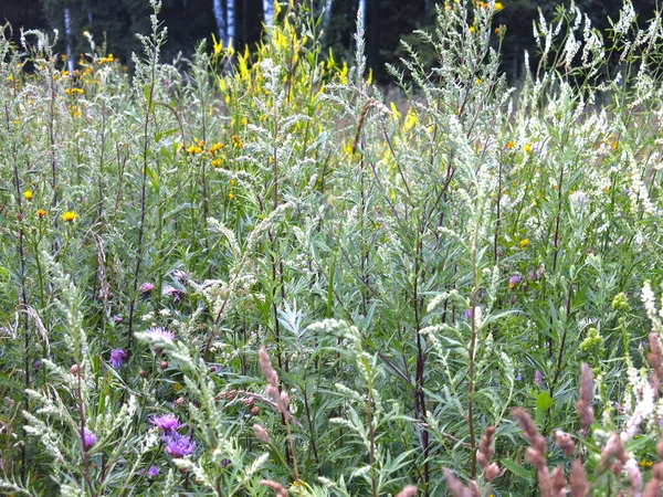 Bescheidene Wildblumen Sommer Auf Dem Russischen Feld — Stockfoto