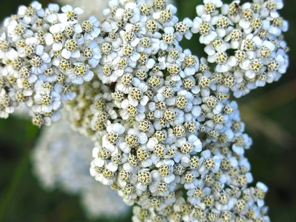 Common Yarrow Achilla Milleflium Blooms Summer Field Used Medicinal Spicy — Stock Photo, Image