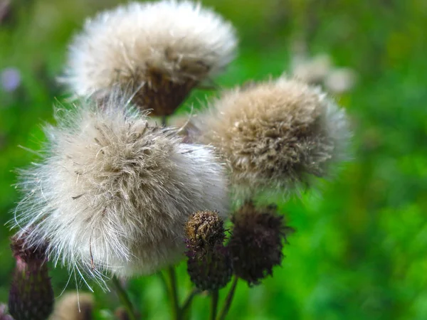 Campo Bardana Cirsium Arvense Recheado Verão — Fotografia de Stock