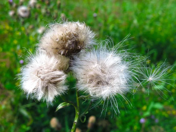 Klettenfeld Cirsium Arvense Sommer Aufgeplustert — Stockfoto