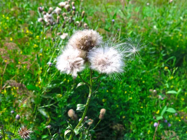 Bojtorján Cirsium Arvense Mező Bolyhos Fel Nyáron — Stock Fotó