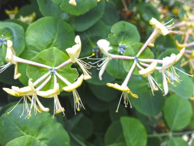 Perfoliat hanımeli yazın çiçeklerle birlikte çiçek açar.