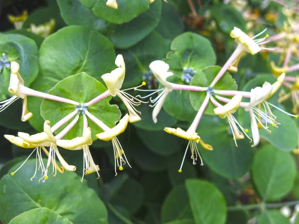 Perfoliate Kamperfoelie Bloeit Zomer Met Bloemen Origineel — Stockfoto