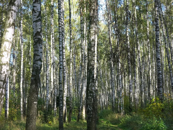 Rus Huş Ağacının Altında Yaz Mevsimi — Stok fotoğraf