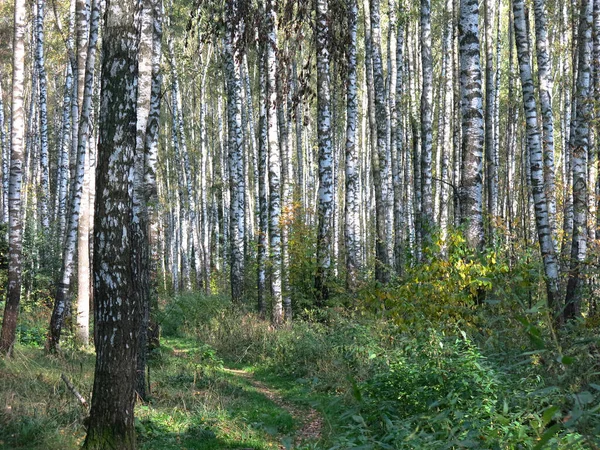 Estate Betulla Russa Boschetto Sotto Sole — Foto Stock