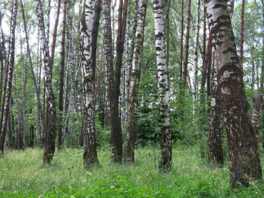 Açık güneşli bir günde yazın huş ağacı korusu