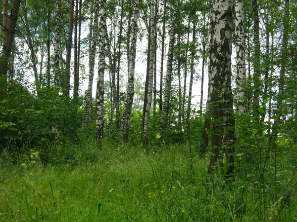 Björkdunge Sommaren Klar Solig Dag — Stockfoto