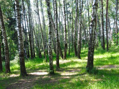 Rus huş ağacının altında yaz mevsimi