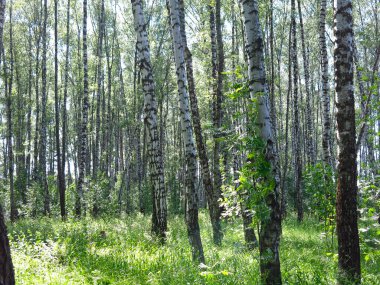 Rus huş ağacının altında yaz mevsimi
