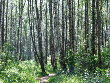 Rus huş ağacının altında yaz mevsimi