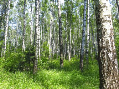 Rus huş ağacının altında yaz mevsimi
