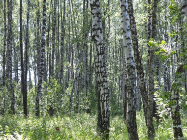 Rus huş ağacının altında yaz mevsimi