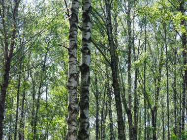 Rus huş ağacının altında yaz mevsimi