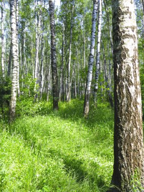 Rus huş ağacının altında yaz mevsimi