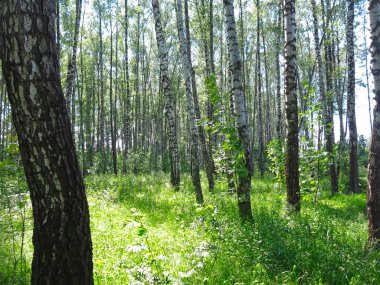 Rus huş ağacının altında yaz mevsimi