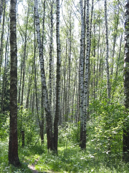 Verano Bosque Abedul Ruso Bajo Sol —  Fotos de Stock