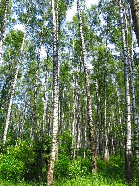 Verão Vidoeiro Russo Bosque Sob Sol — Fotografia de Stock