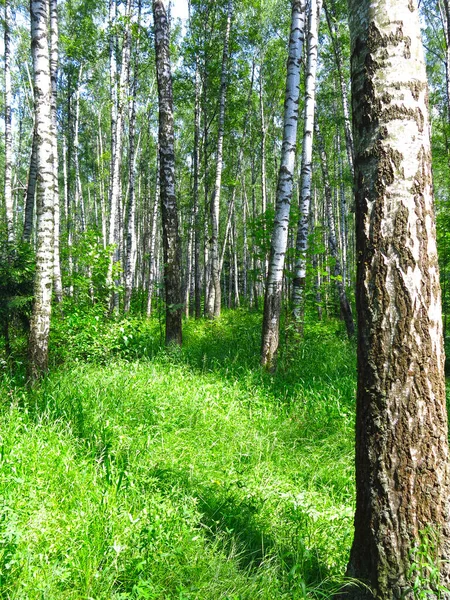 Sommar Rysk Björklund Solen — Stockfoto