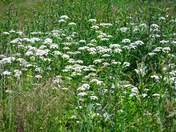 Közös Rét Cickafark Achillea Millefolium Élőhely Nyáron Faluban — Stock Fotó