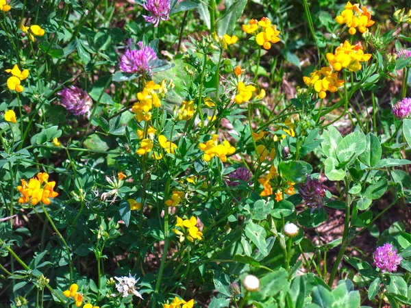 Flores Silvestres Trébol Hierba San Juan Hypericum Perforatum Lunares Ratón — Foto de Stock