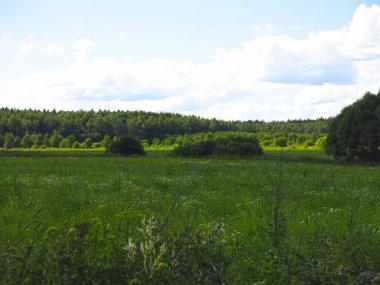 Yazın mavi gökyüzü ile tarla