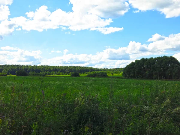 Field Summer Blue Sky — Stock Photo, Image