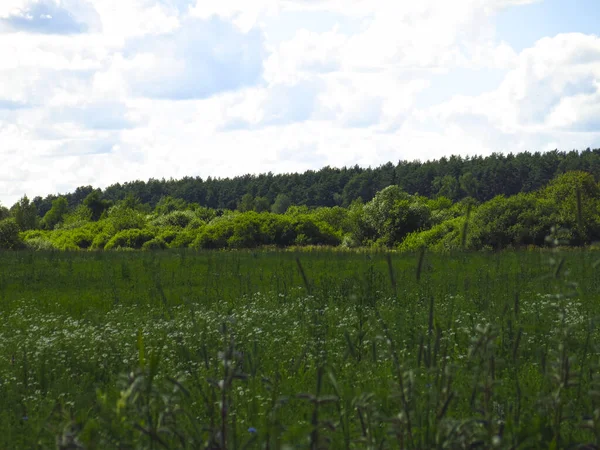 Pole Latem Błękitnym Niebem — Zdjęcie stockowe