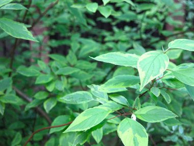 Deren white svidina shoot (Cornus alba L.) in summer