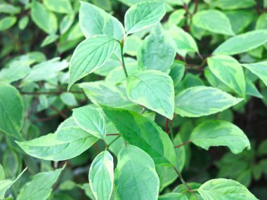 Deren white svidina shoot (Cornus alba L.) in summer