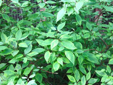 Deren white svidina shoot (Cornus alba L.) in summer
