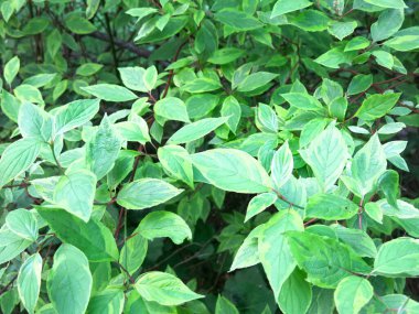Deren white svidina shoot (Cornus alba L.) in summer
