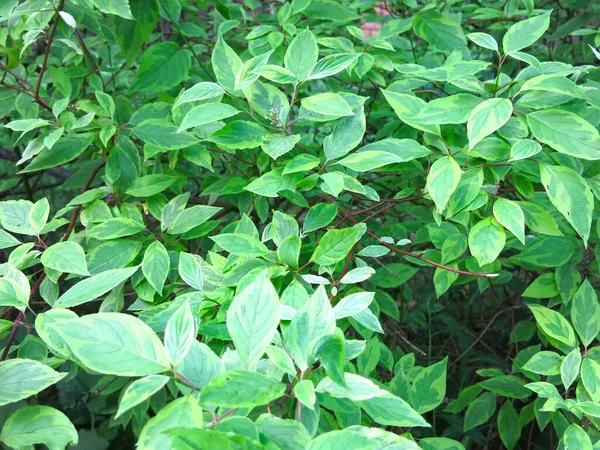 Deren white svidina shoot (Cornus alba L.) in summer