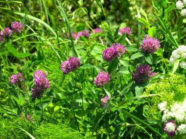 Yazın tarlada pembe yoncalar açar.
