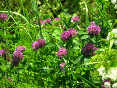 Yazın tarlada pembe yoncalar açar.