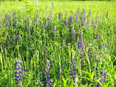 Mavi lupin yazın tarlada çiçek açar.