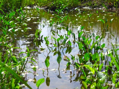 Yaz mevsiminde su zambaklarıyla ormanda bataklık