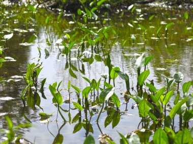 Yaz mevsiminde su zambaklarıyla ormanda bataklık