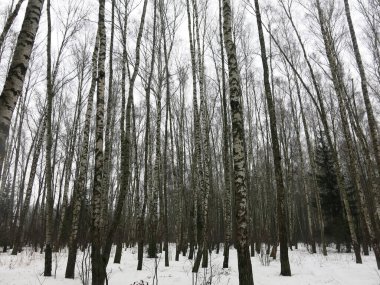 Bahar başında Rusya 'da huş ağacı koruluğu