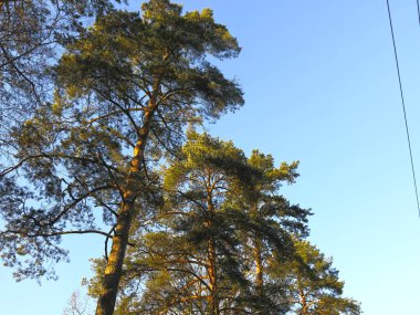 Çam ağaçlarının tepeleri akşam güneşinde altın rengidir.